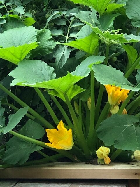 Grace garden